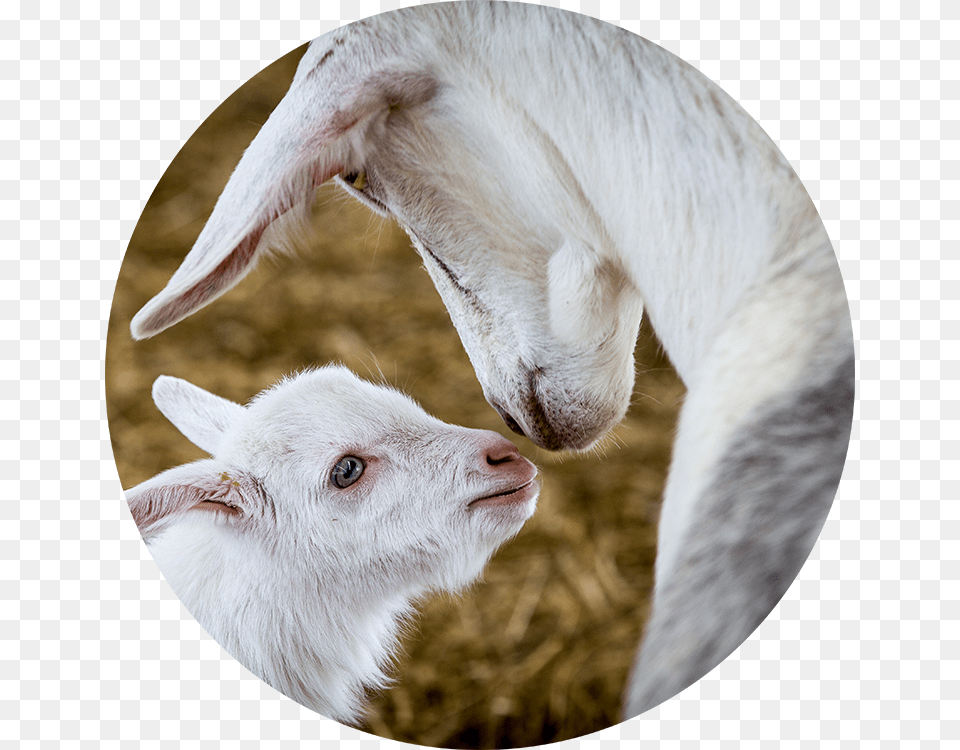 Only Export Grade High Quality Goat Milk Is Used In Sheep, Livestock, Animal, Mammal Png Image