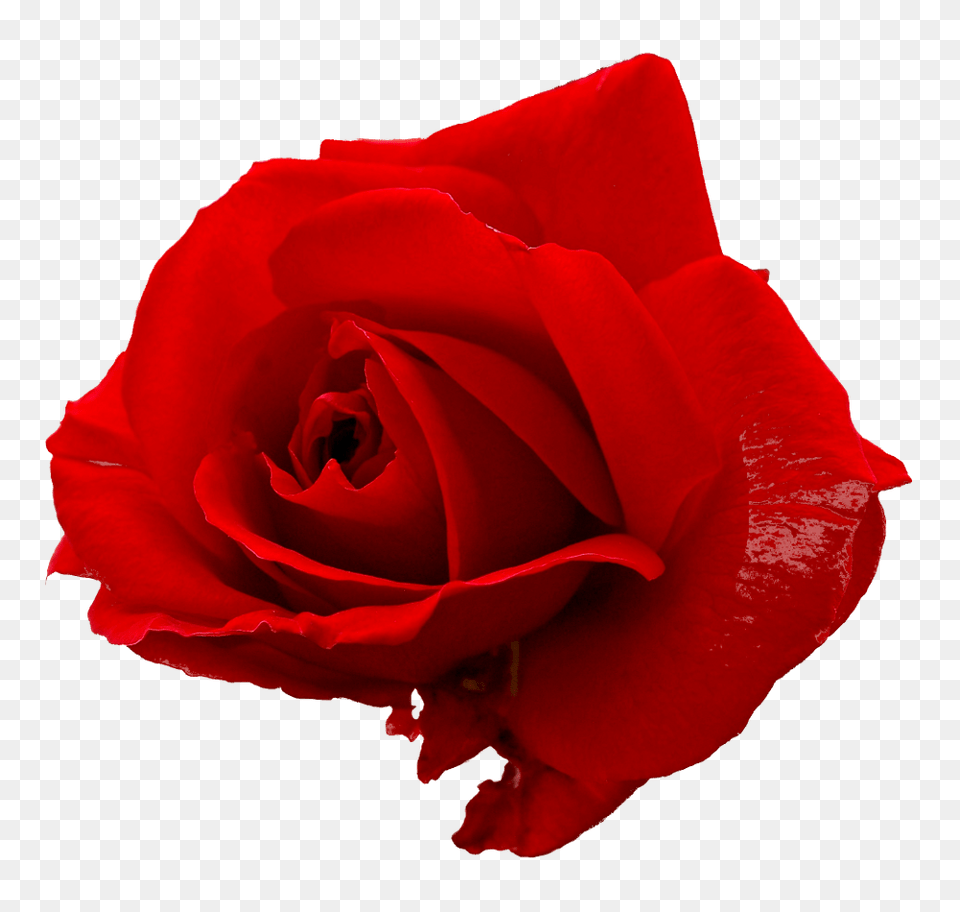Only Rose, Flower, Plant, Petal Free Png