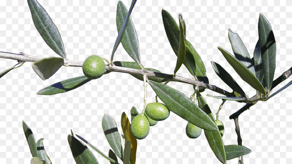 Only With The Best Olive, Citrus Fruit, Food, Fruit, Leaf Free Png