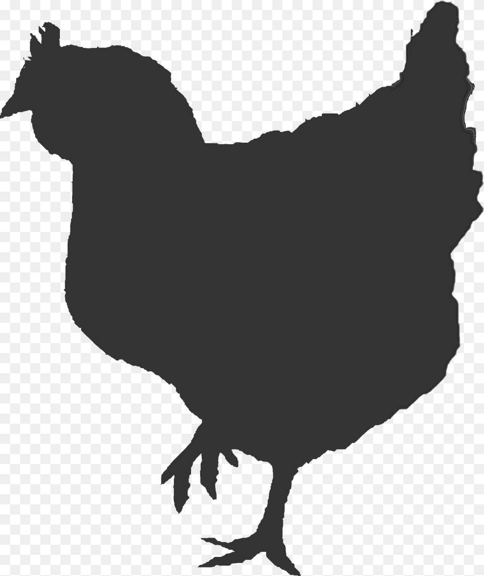 Ontario Broiler Chicken Hatching Egg Producers Association Broiler Chicken Vector, Animal, Bird, Fowl, Hen Png Image