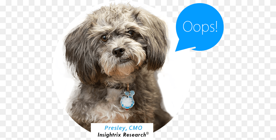 Oops, Animal, Canine, Dog, Mammal Free Png