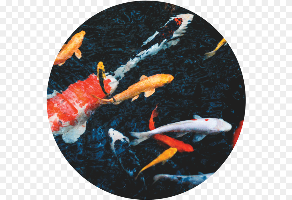 Oops I Did It Again Cqworks Fish Pond, Animal, Carp, Koi, Sea Life Free Png