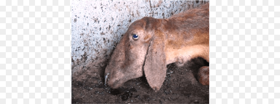 Opa Affected Sheep With Respiratory Distress And Mucus Jaagsiekte Gross Lesions, Livestock, Animal, Mammal, Goat Free Png