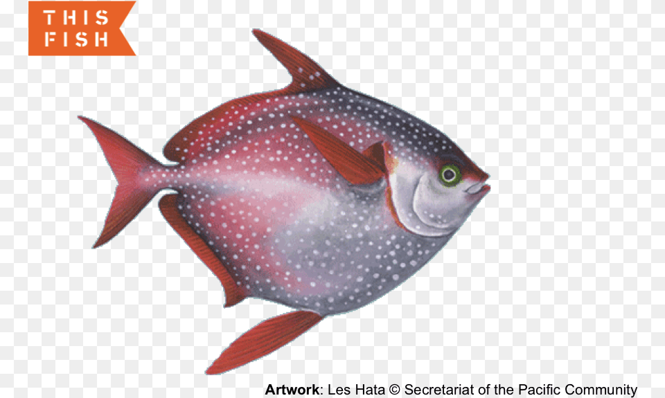 Opah, Animal, Sea Life, Fish Free Png Download