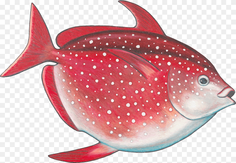 Opah Monterey Bay Aquarium Seafood Watch Opah Aquarium, Animal, Fish, Sea Life Free Transparent Png