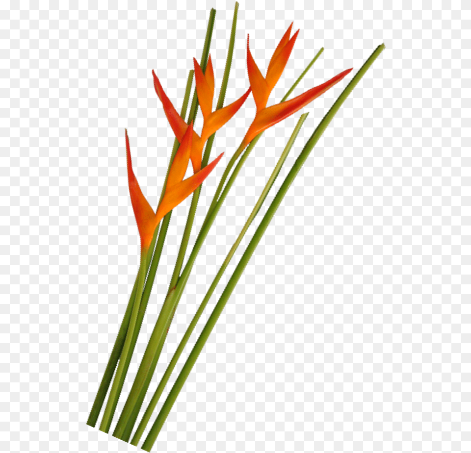 Opal Fire Foliage La Ilusion Buy Import Wholesale Bulk Heliconia, Flower, Plant, Flower Arrangement, Petal Png