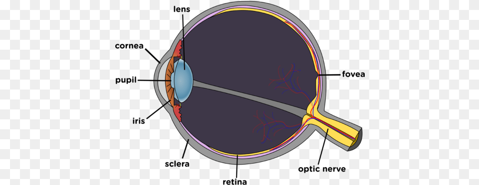 Opaque And Transparent Substances Visible Light Siyavula Eyeball Background, Racket, Disk, Ct Scan Png Image