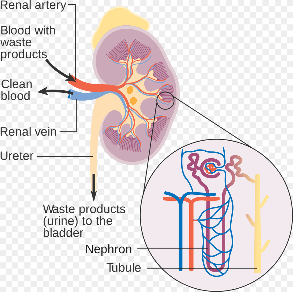 Open, Body Part, Face, Head, Neck Png Image