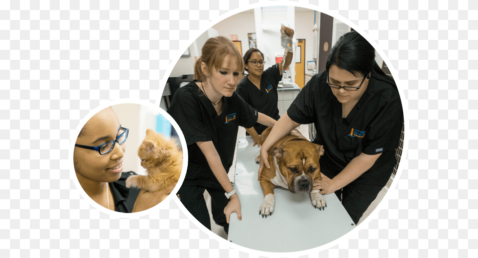 Open 247 For Emergencies The Beacon Veterinary Associates, Woman, Adult, Person, Female Png