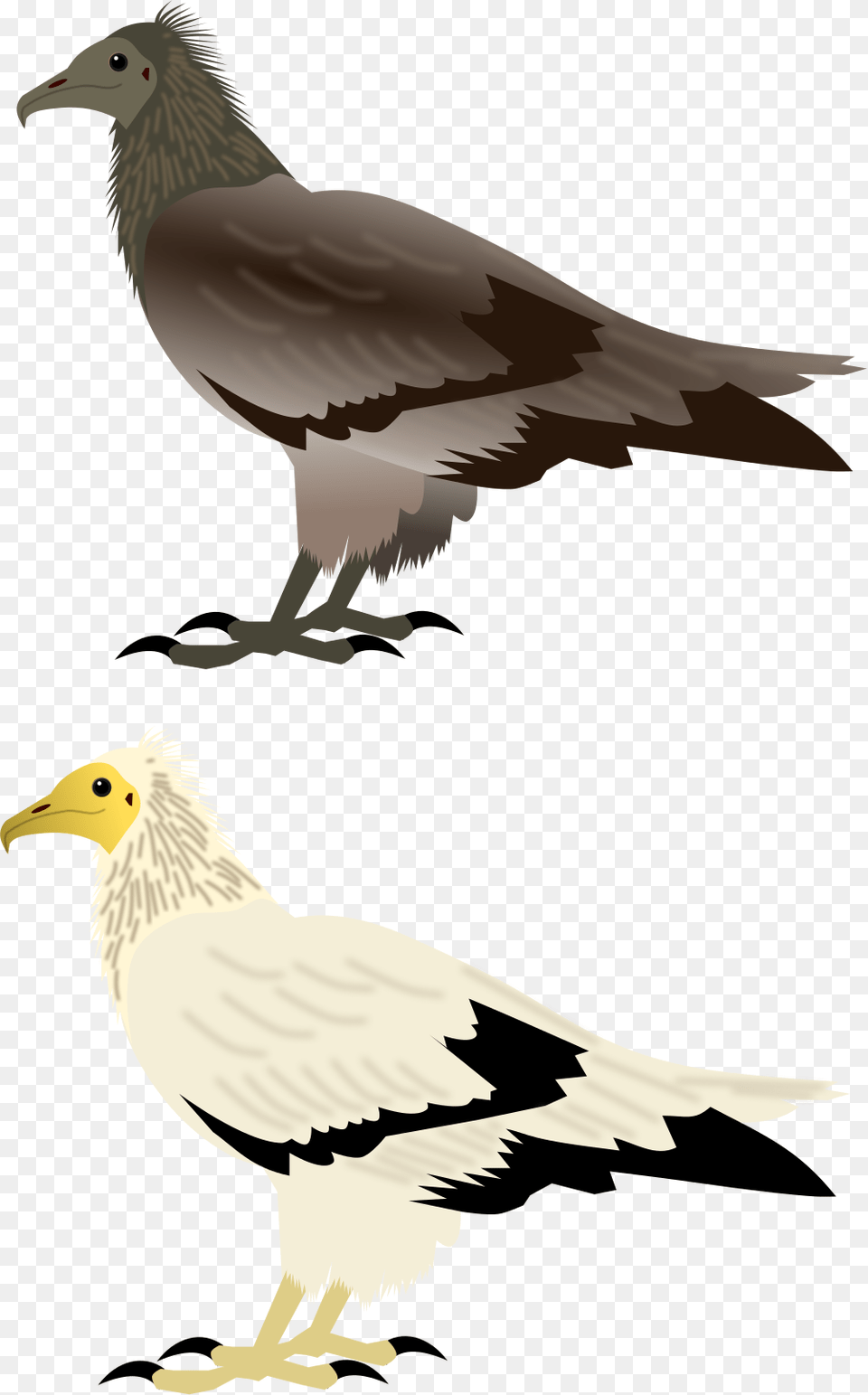 Open, Animal, Bird, Vulture Free Transparent Png