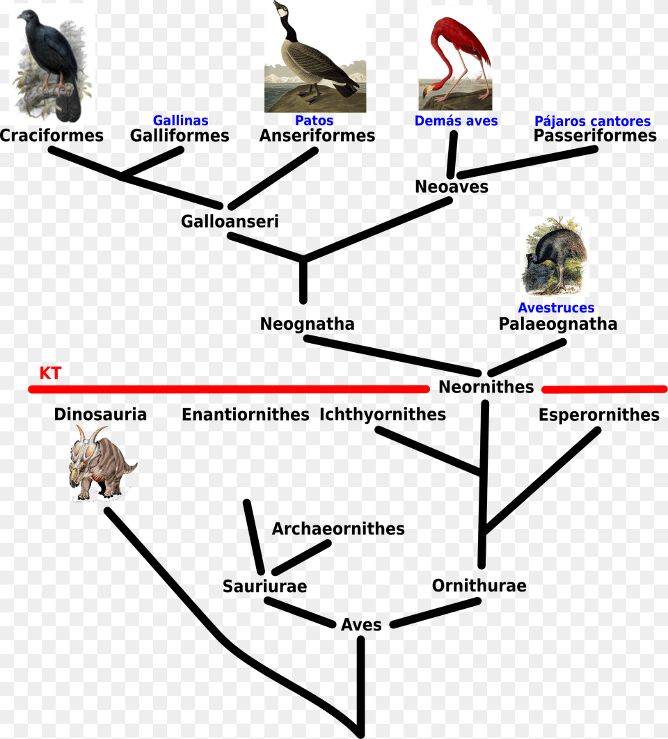 Open Aves Phylogenetic Tree, Animal, Beak, Bird, Invertebrate Free Png