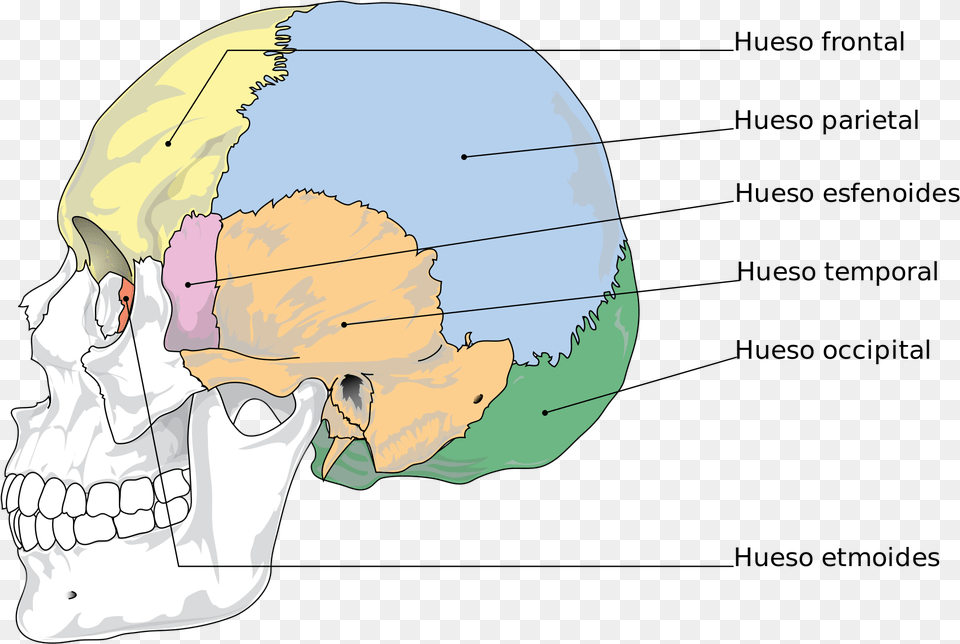 Open Bones Of The Skull, Chart, Plot Png