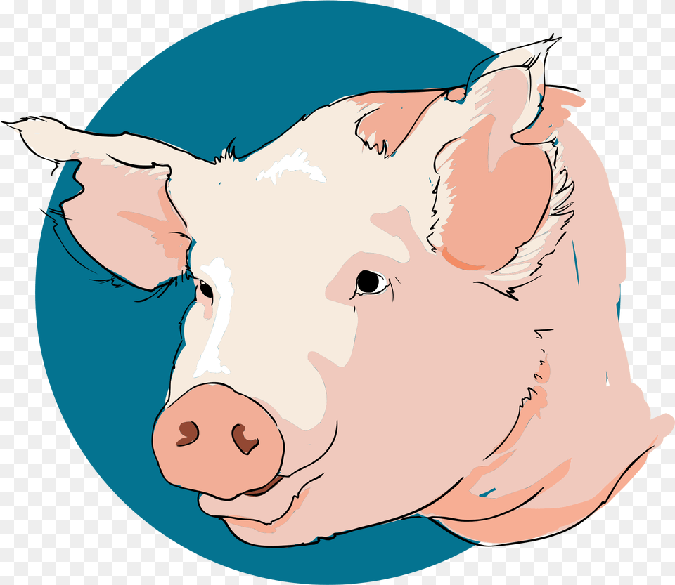 Open Cabeza De Cerdo Animal, Baby, Person, Hog, Mammal Free Transparent Png