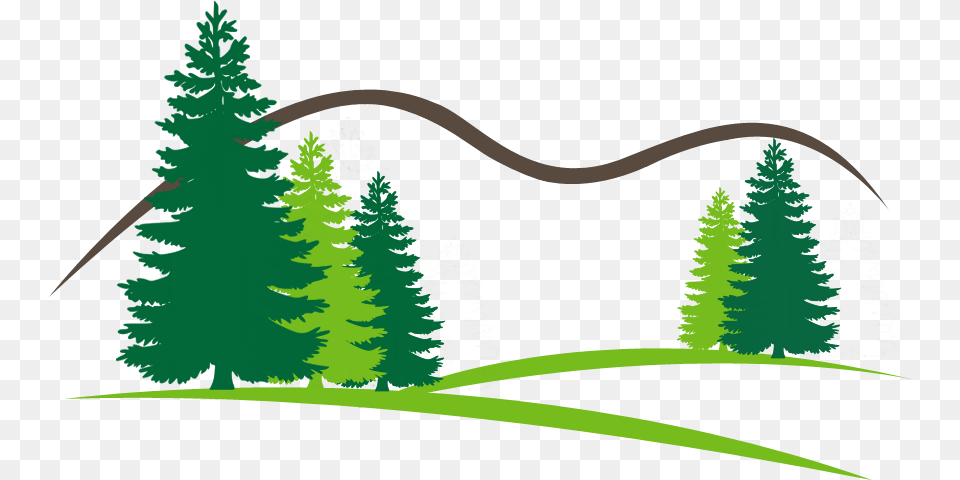 Open Canopy Tree Vector Pine Tree, Conifer, Fir, Green, Vegetation Free Png Download
