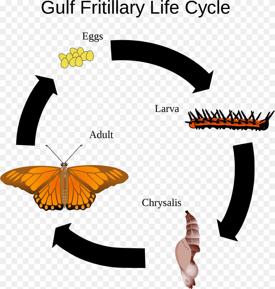 Open Characteristics Of Life Evolve, Animal, Butterfly, Insect, Invertebrate Png Image