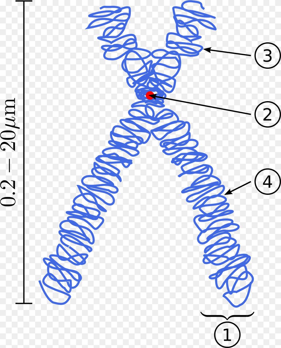 Open Chromatin In A Chromosome, Coil, Spiral, Knot, Person Free Png