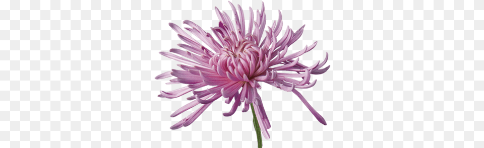 Open Chrysanthemum Transparent Types Of Mums, Dahlia, Flower, Plant, Daisy Png Image