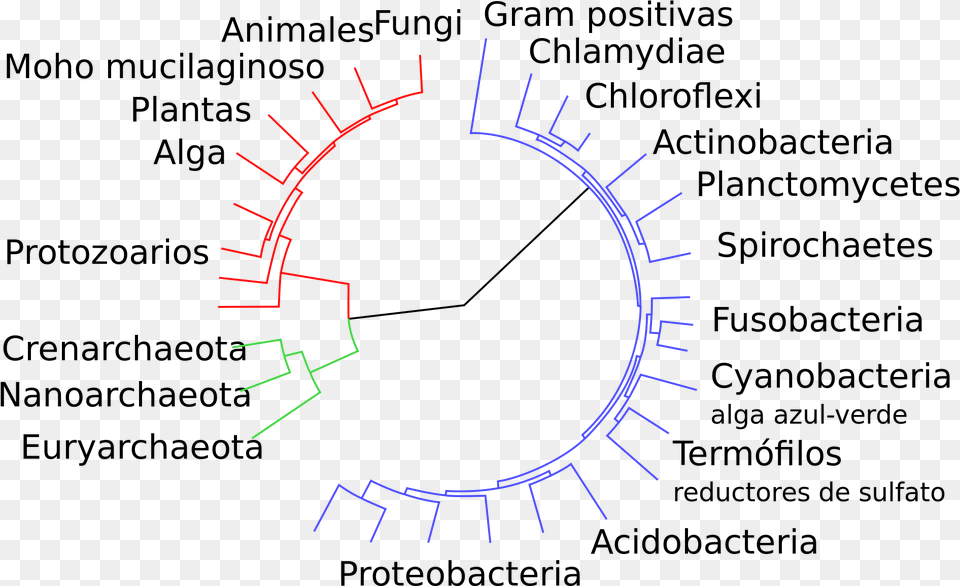 Open Classification Of Bacteria, Gauge Free Png