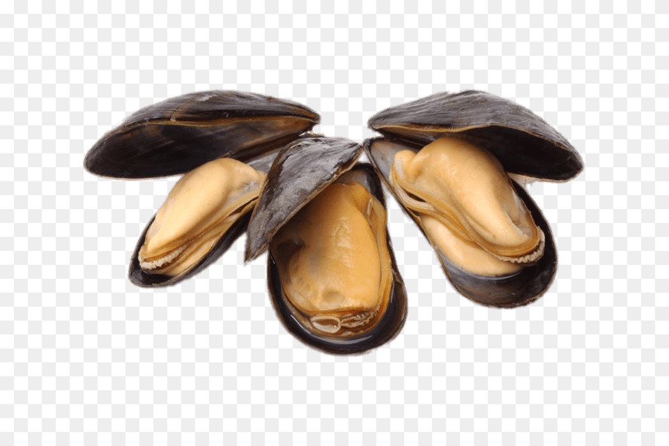 Open Cooked Mussels, Animal, Clam, Food, Invertebrate Free Transparent Png
