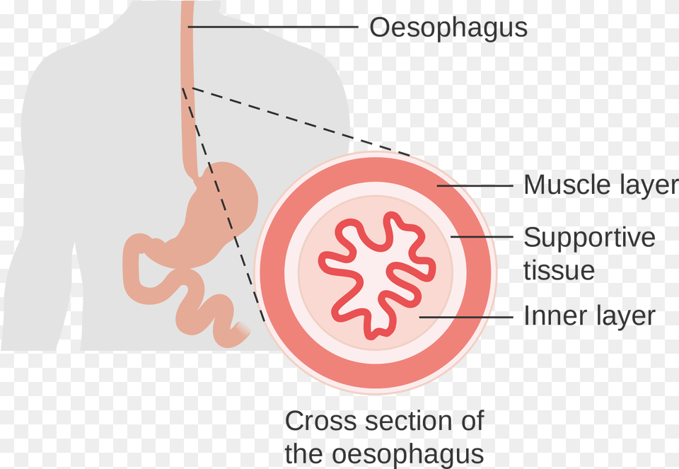 Open Cross Section Of Oesophagus Png