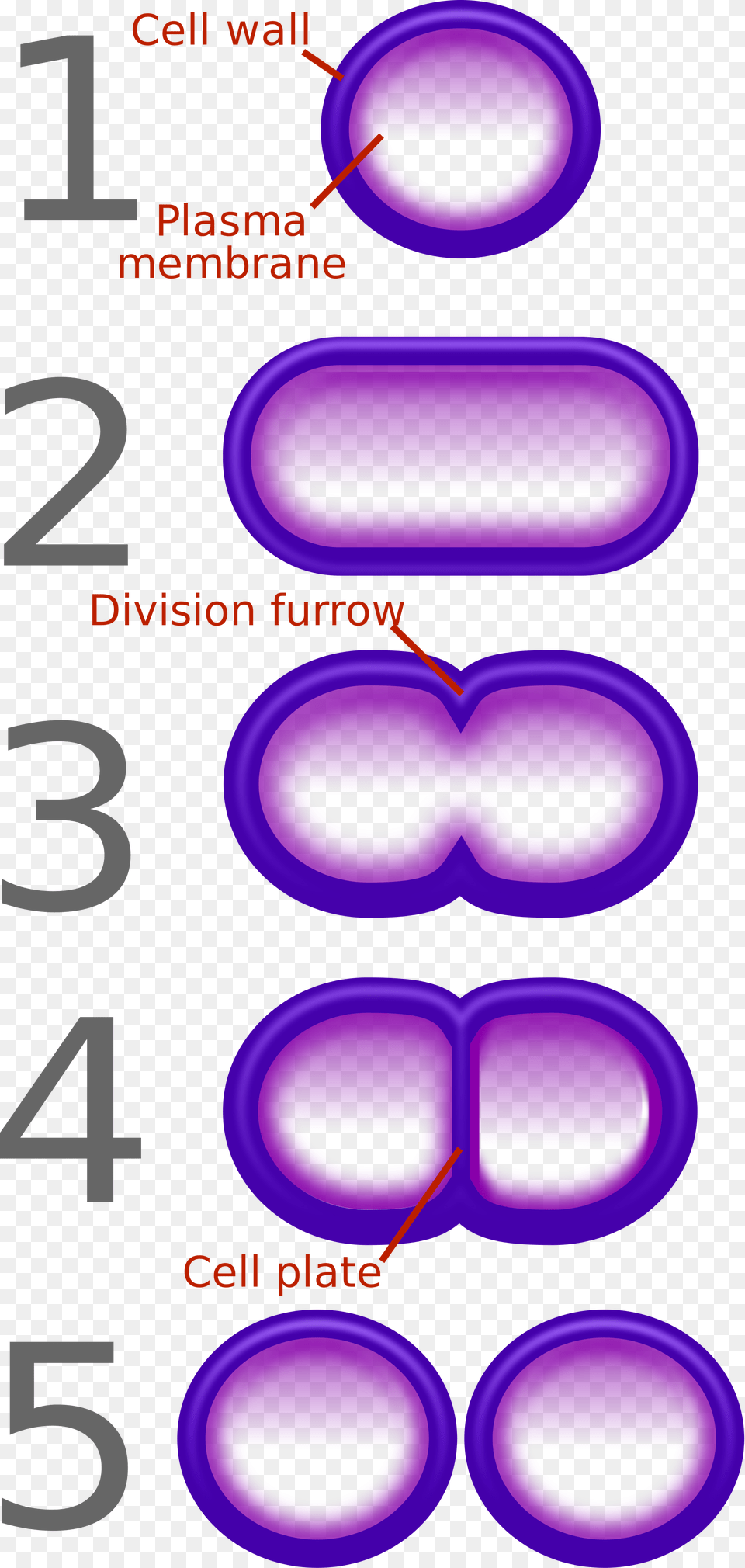 Open Diagram Of Binary Fission In Bacteria, Light, Purple, Neon, Text Free Png