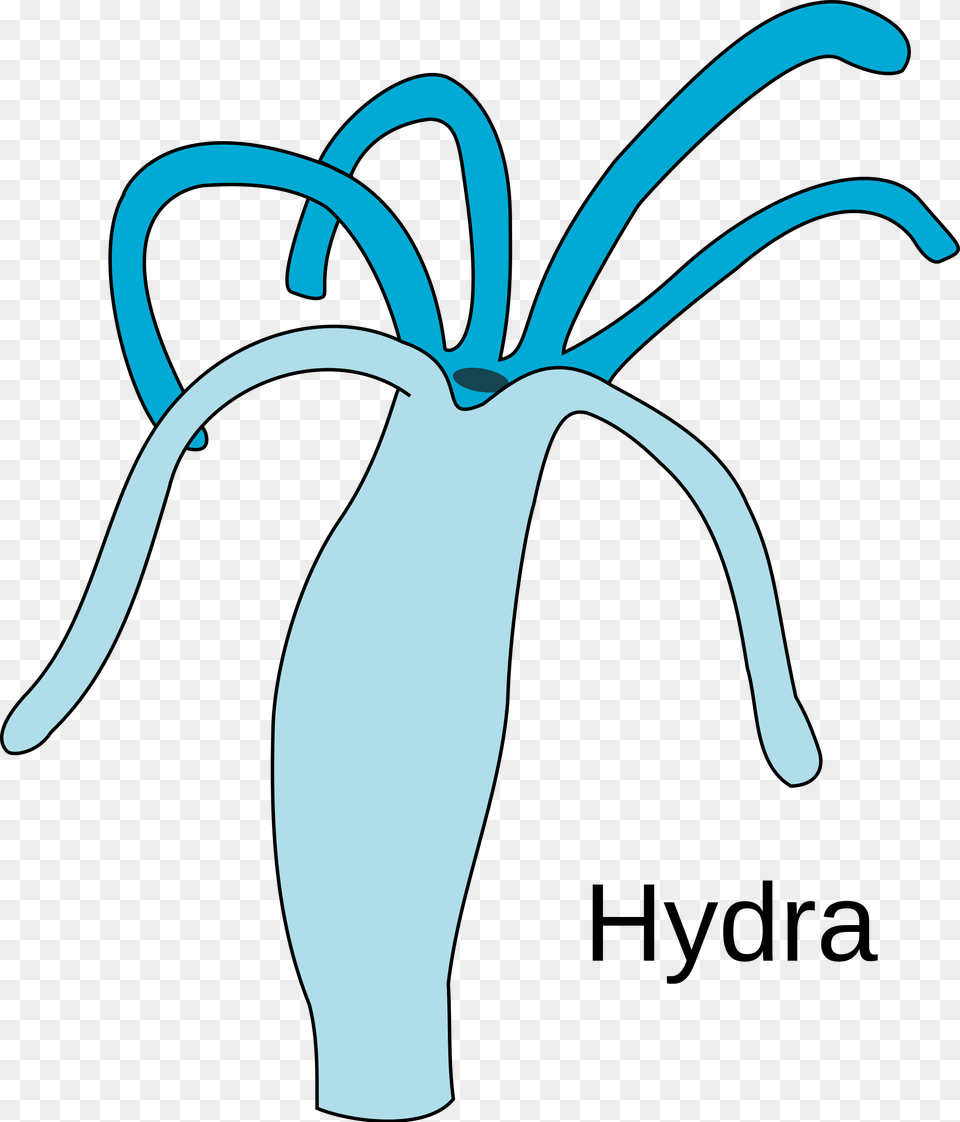 Open Easy Diagram Of Hydra, Plant, Vegetable, Food, Leek Free Png