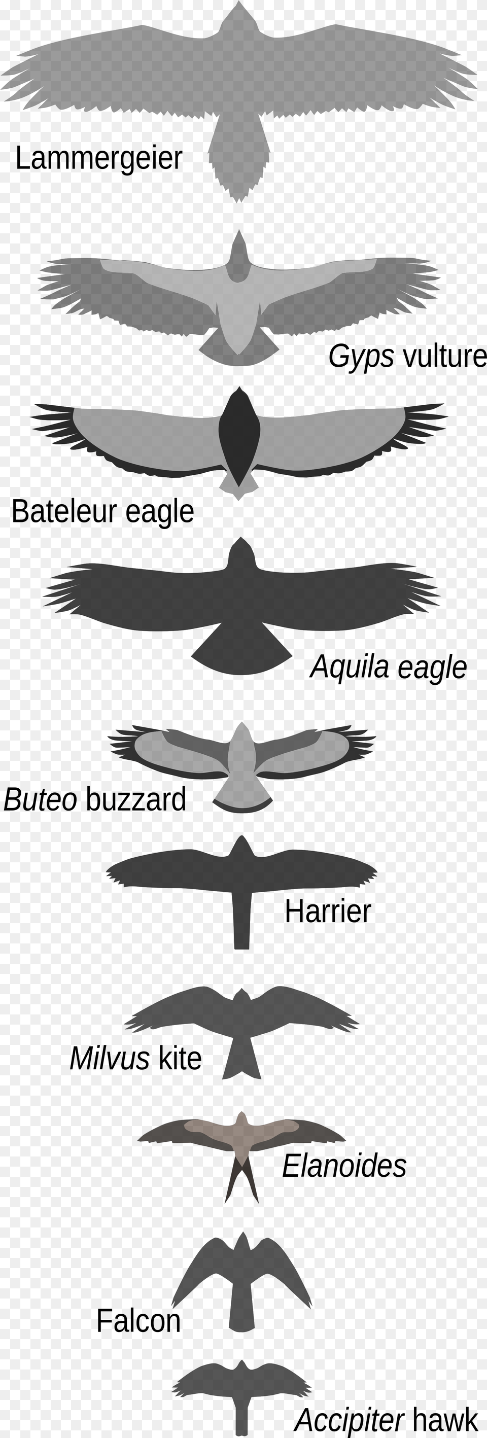 Open Falcon Bird Size Comparison, Animal, Flying, Symbol, Logo Free Png Download