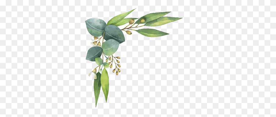 Open Full Size Watercolor Flowers P Watercolor Eucalyptus Leaf, Herbal, Herbs, Tree, Plant Png Image
