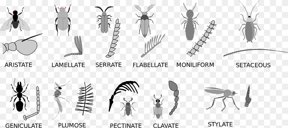 Open Hemiptera Antenna Types, Animal, Insect, Invertebrate, Bee Png Image