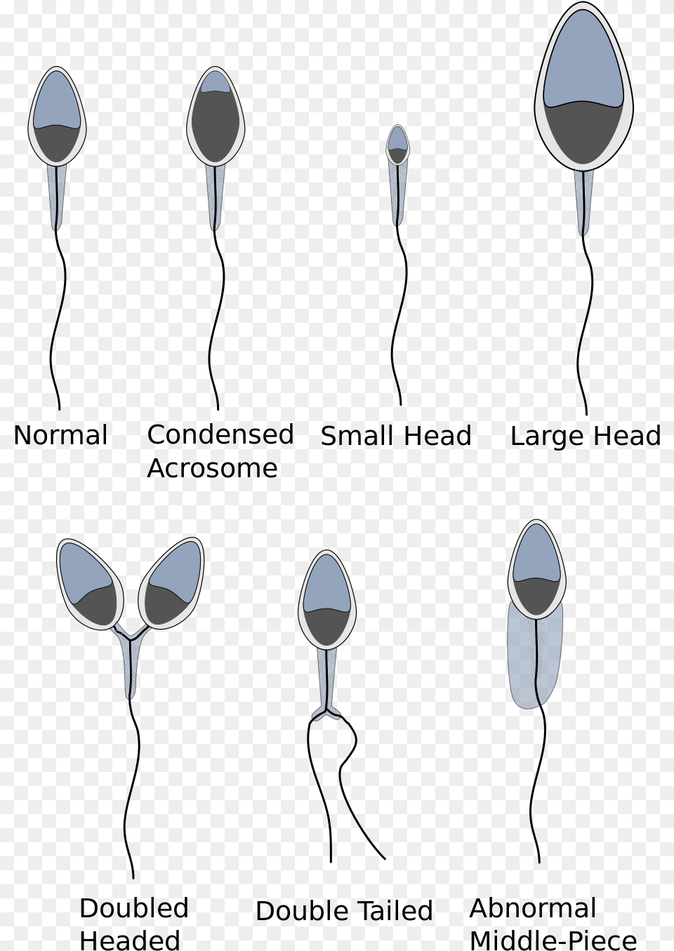 Open Horse Sperm Cell, Accessories, Cutlery, Earring, Jewelry Png Image