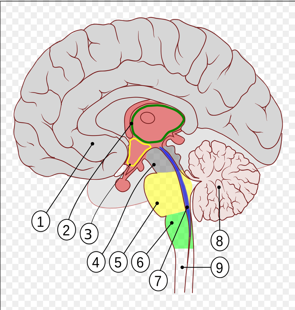 Open Human Brain Sagittal Section, Person Free Png