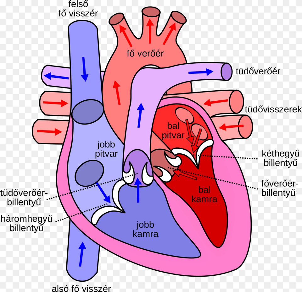 Open Human Heart, Dynamite, Weapon, Massage, Person Png