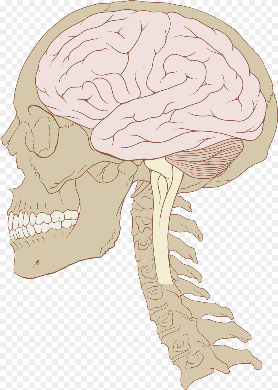 Open Human Skull And Brain, Baby, Person Png