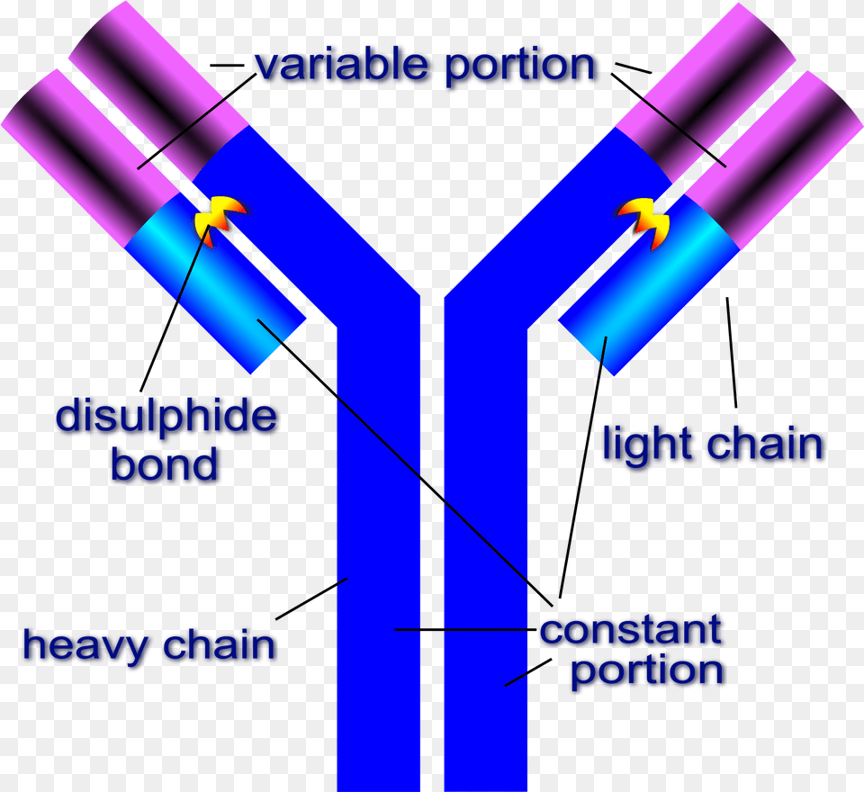 Open Labeled Structure Of Antibody, Purple, Lighting Free Transparent Png