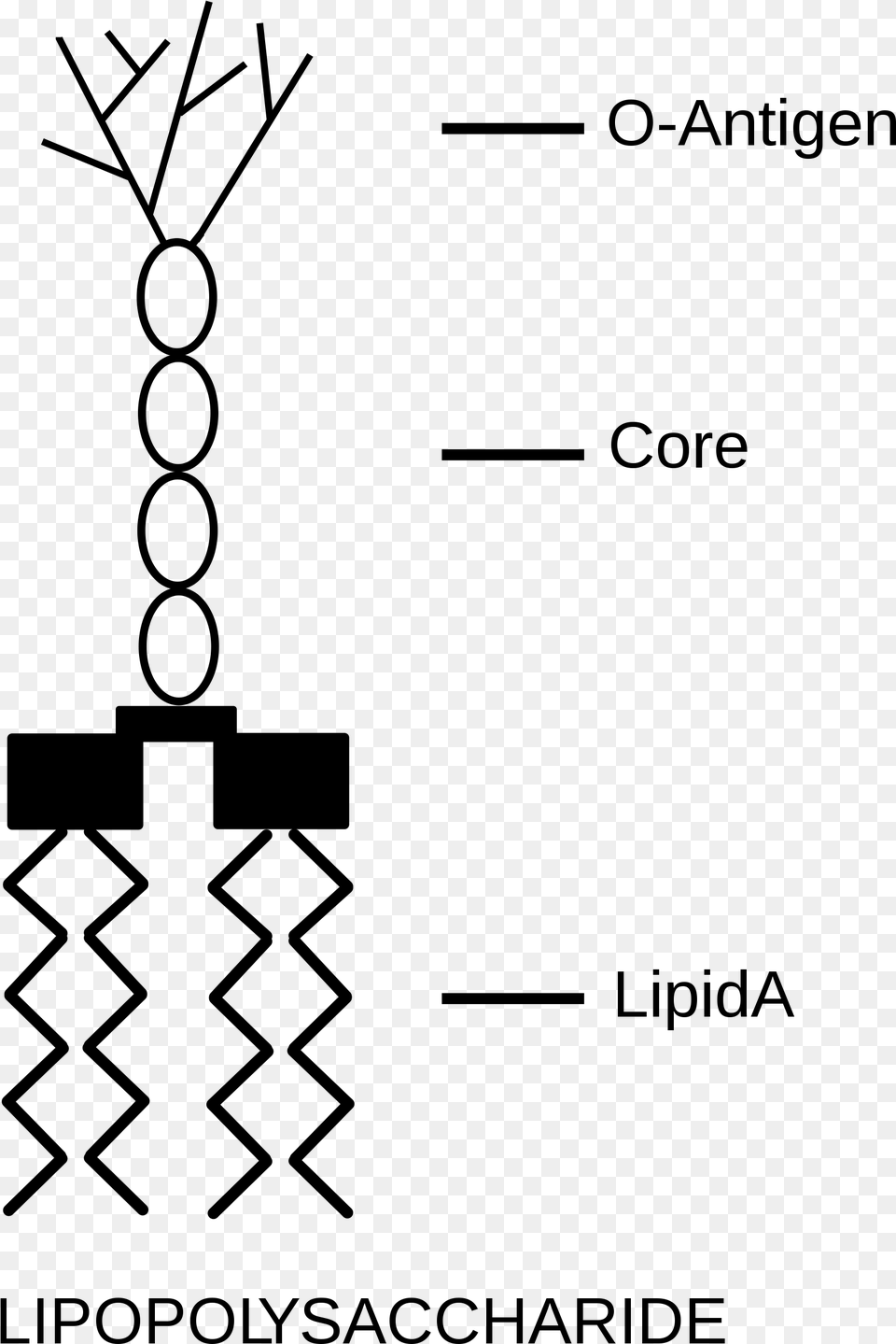 Open Lipopolysaccharide Structure, Gray Png