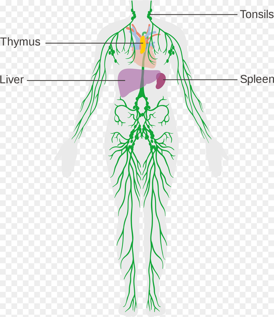 Open Lymphatic System, Adult, Female, Person, Woman Png Image