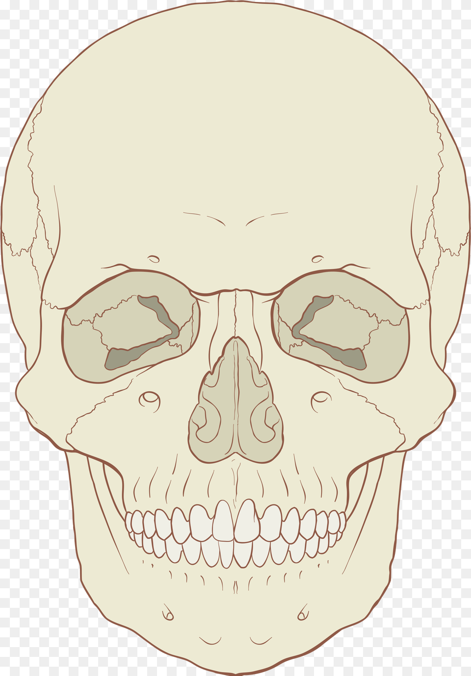 Open Model Of Human Skull Anterior View, Body Part, Mouth, Person, Teeth Free Png