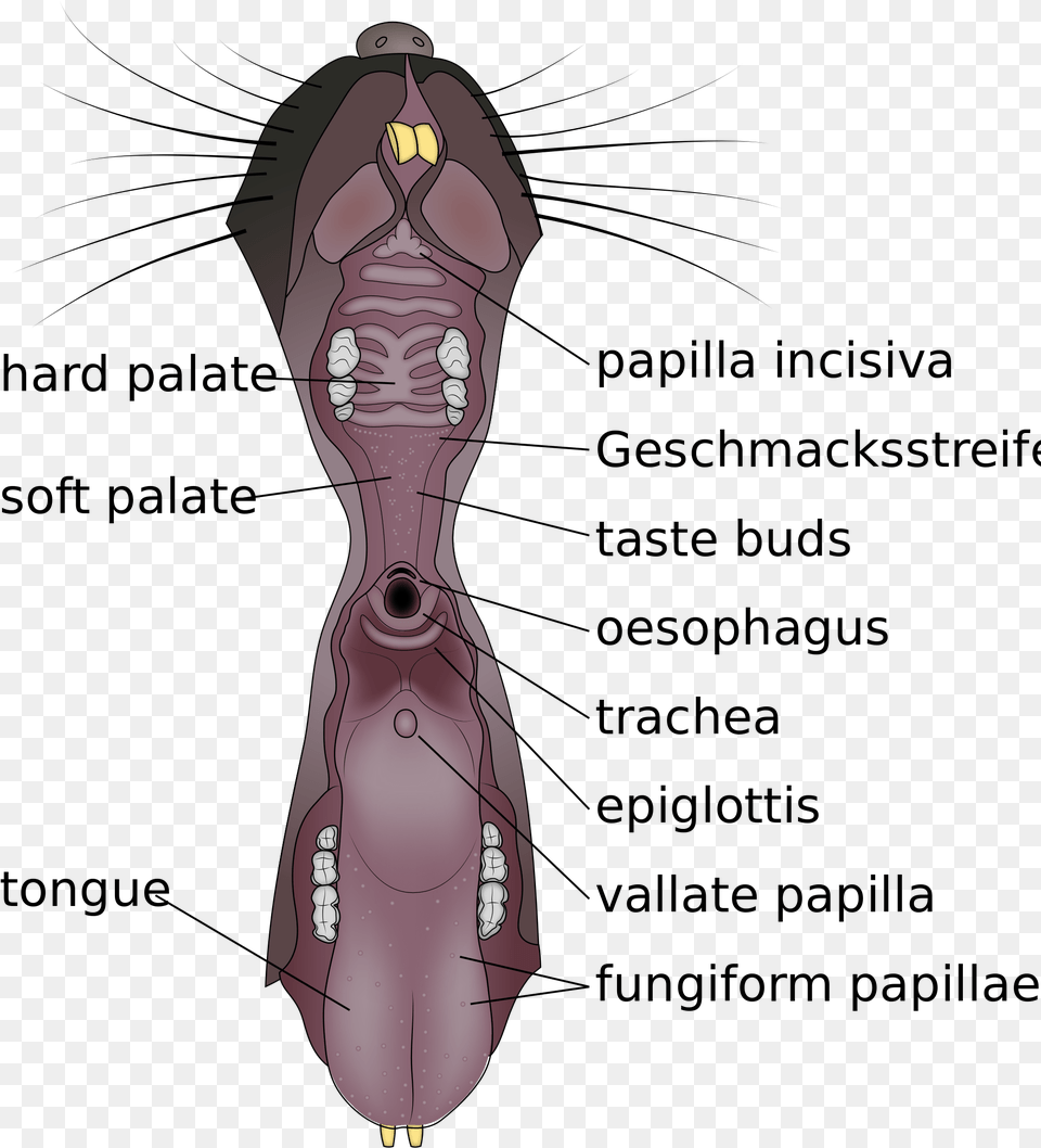 Open Mouse Tongue Anatomy, Body Part, Person, Torso, Formal Wear Free Transparent Png