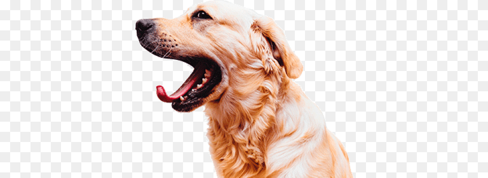 Open Mouth Dog Open Mouth Transparent Original Love Pet Dent, Animal, Canine, Golden Retriever, Mammal Free Png