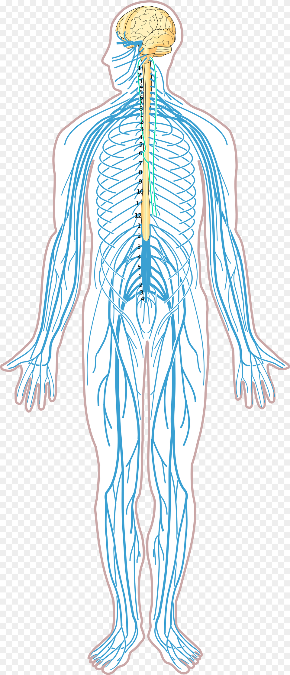 Open Nervous System Diagram Without Labels, Adult, Male, Man, Person Png Image