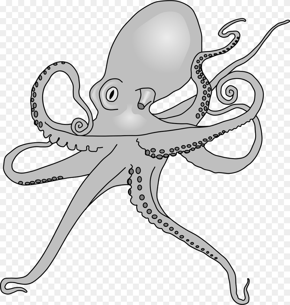 Open Octopus Sp Drawing, Animal, Sea Life, Invertebrate, Fish Free Png