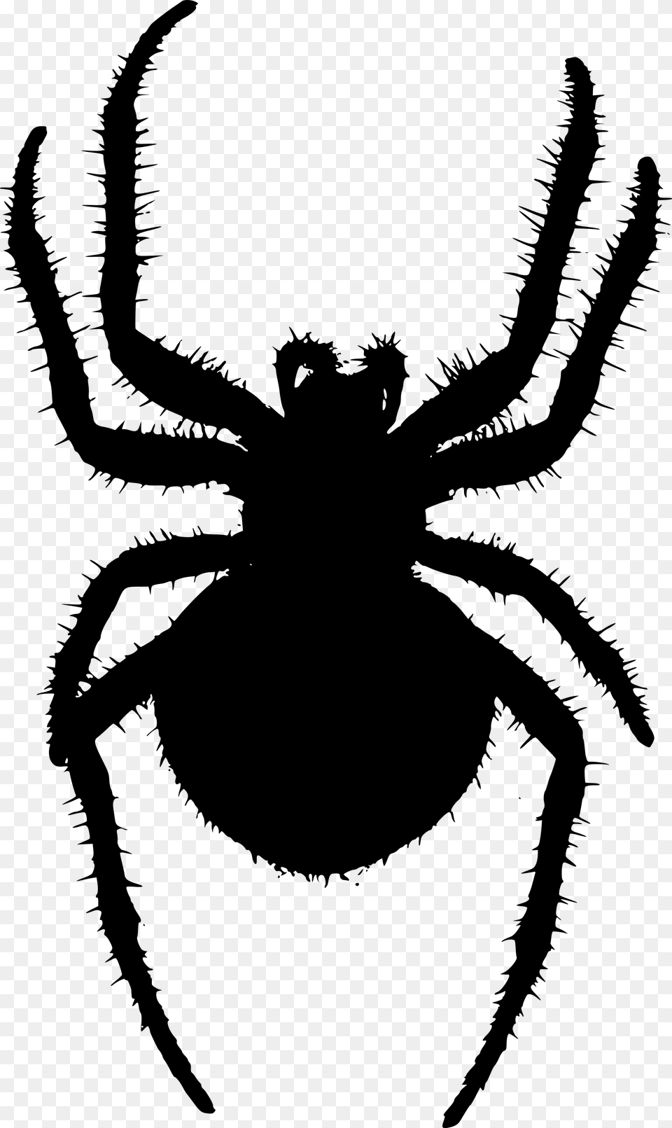 Open Orb Weaver Spiders, Gray Free Png Download