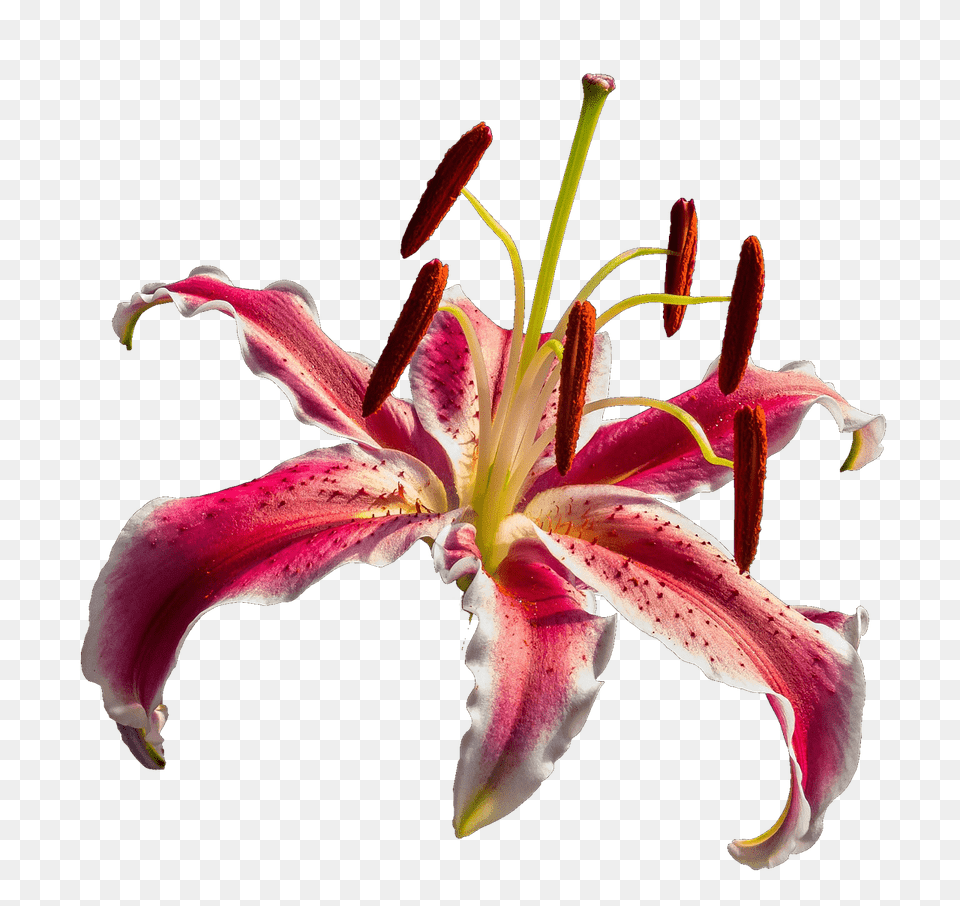 Open Orchid, Flower, Plant, Pollen, Anther Png Image