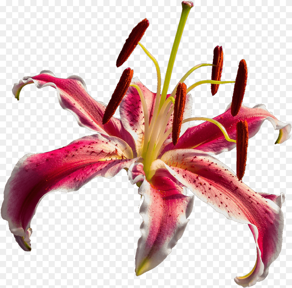 Open Orchid Lirio Vermelho, Flower, Plant, Pollen, Petal Png Image