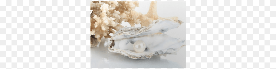 Open Oyster With Pearl Isolated On White Poster Pixers Pearl, Accessories, Jewelry, Animal, Sea Life Png Image