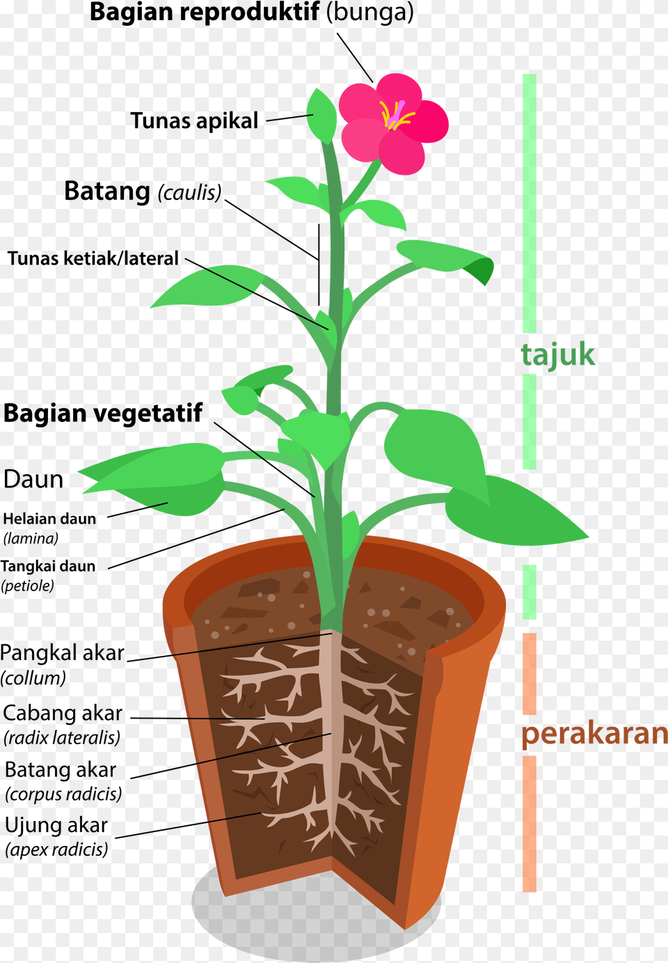 Open Plant Structure, Flower, Potted Plant, Leaf, Soil Png