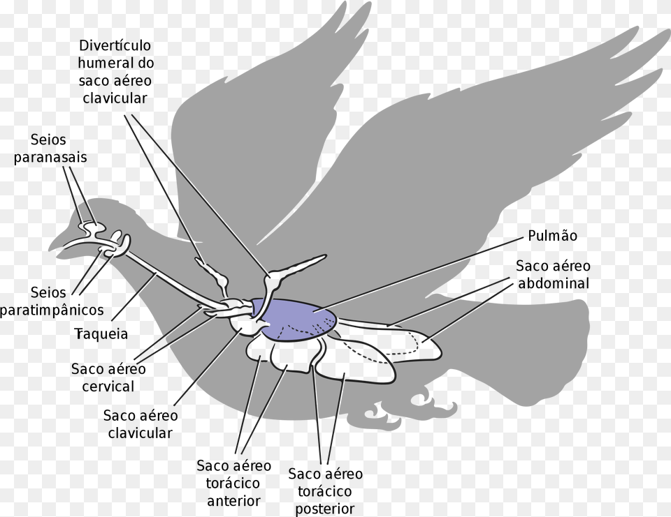 Open Respiratory System Of Birds Pdf, Bow, Weapon, Animal, Bird Png Image