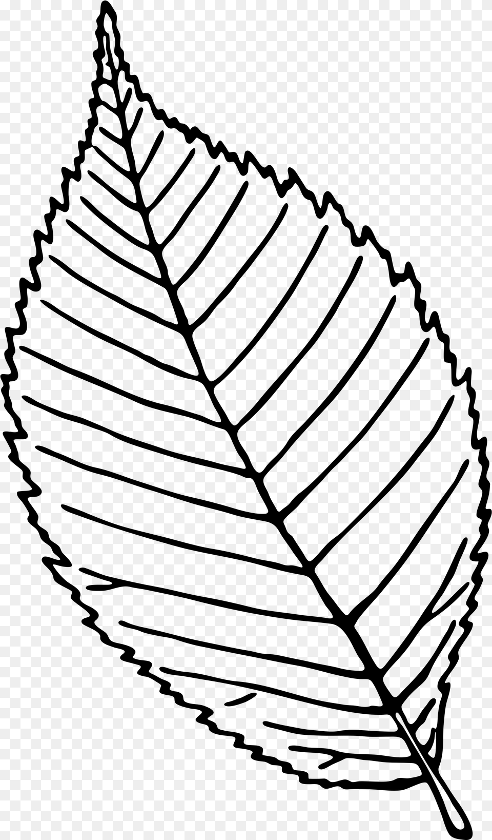 Open Rose Leaf Black And White, Gray Free Transparent Png