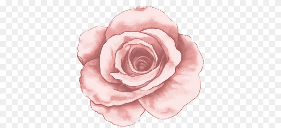 Open Rose Tattoo Full Size Download Seekpng Open Rose Tattoo, Flower, Plant, Petal Free Transparent Png