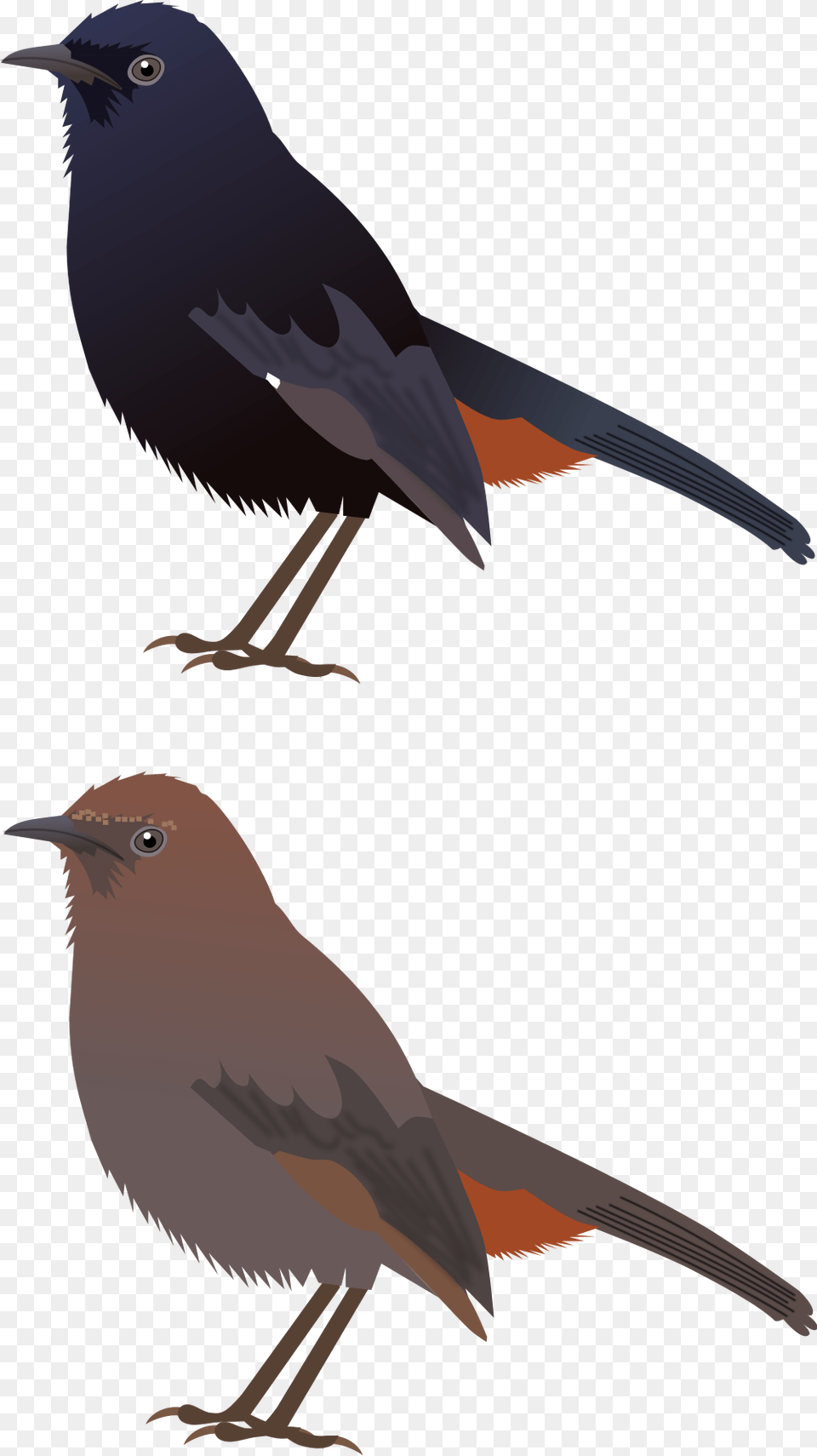Open Rusty Blackbird, Animal, Bird, Jay, Beak Free Png